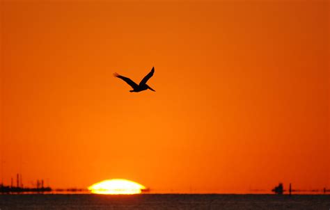 pelican flying over the setting sun | brown pelican Galvesto… | Flickr