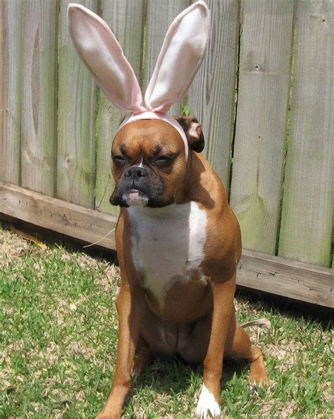 Pin by rachel kay on Fun stuff | Boxer dogs, Funny dog pictures, Funny boxer