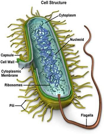 Bakteri Escherichia coli