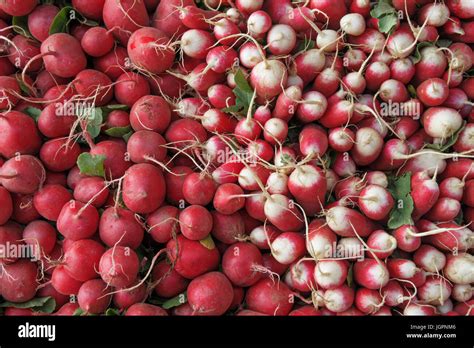 varieties of radish Stock Photo - Alamy