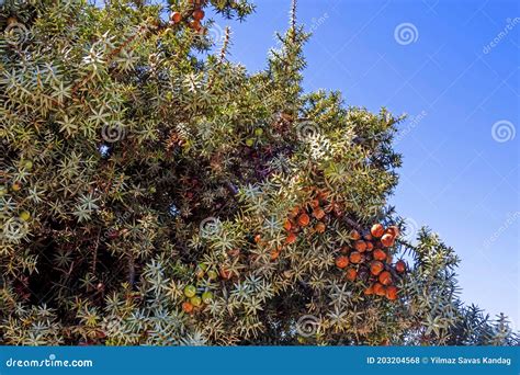 Juniper Tree Logo Stock Photos - Free & Royalty-Free Stock Photos from ...