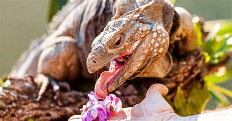 What Do Iguanas Eat? Their Diet Explained - A-Z Animals