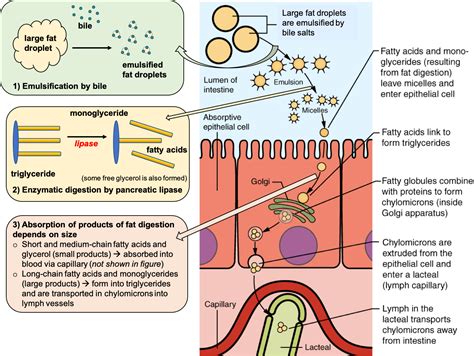 Digestion and Absorption of Lipids – Nutrition: Science and Everyday Application