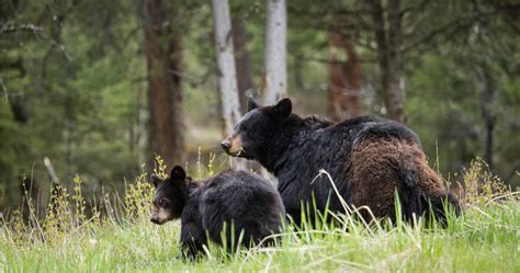 Where to See Baby Animals in Yellowstone this Spring - Gardiner, Montana