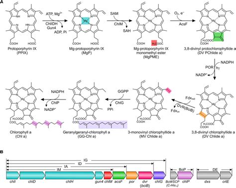 Complete enzyme set for chlorophyll biosynthesis in Escherichia coli ...