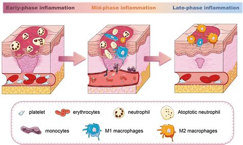 Frontiers | Mechanisms and applications of adipose-derived stem cell-extracellular vesicles in ...