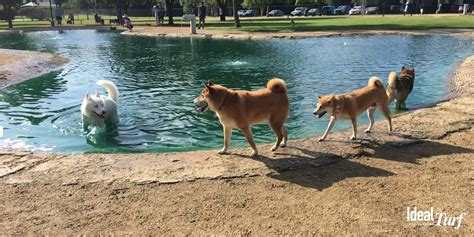 The 11 Best Houston-Area Dog Parks to Enjoy With Your Dog