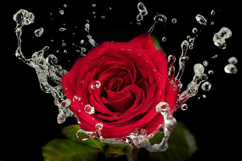 Image Red rose Drops Flowers Water