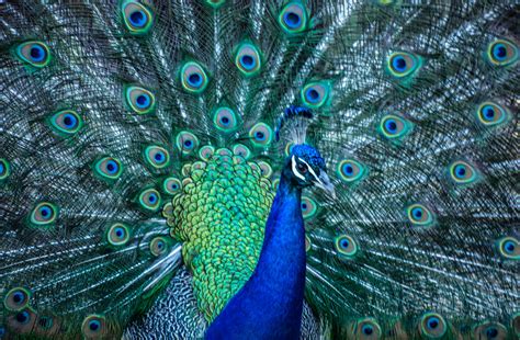 20 Beautiful Images of Peacocks - The Photo Argus