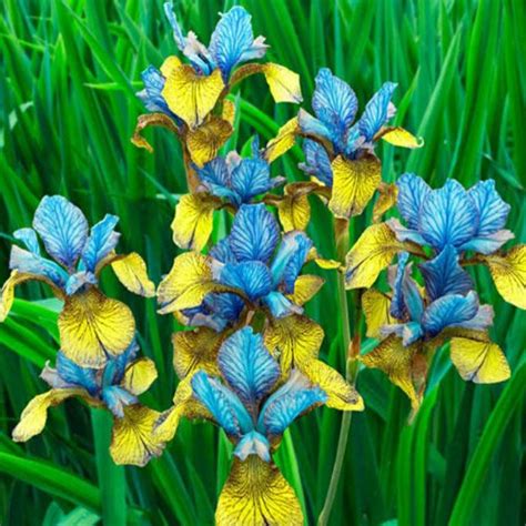 RARE So Van Gogh Siberian Iris seeds 5 organic | Etsy