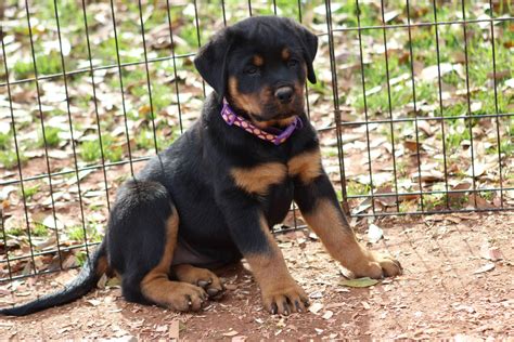 Rottweiler Puppies For Sale | Charlotte, NC #286904