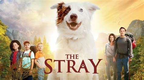 The Stray Movie Review and Ratings by Kids