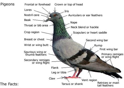 The history of the pigeon, pigeon anatomy, and anything and everything else that you'd want to ...