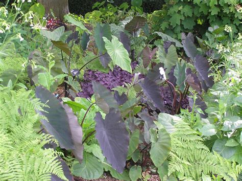 Colocasia esculenta | High Plains Gardening