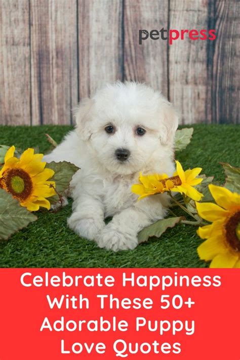 Celebrate Happiness With These 50+ Adorable Puppy Love Quotes