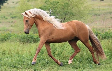 Morgan Horse Breed Profile (Facts, History, Temperament, Color & FAQs)