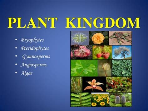 Plant kingdom