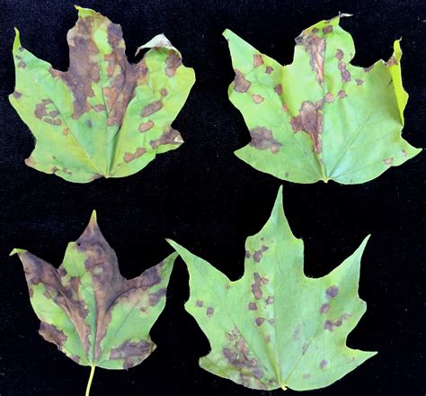 Landscape: Maple Anthracnose | UMass Center for Agriculture, Food and the Environment