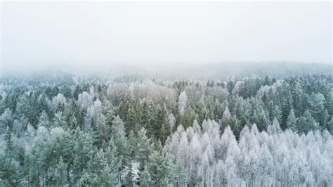 cold frost evergreen and tree 4k HD Wallpaper