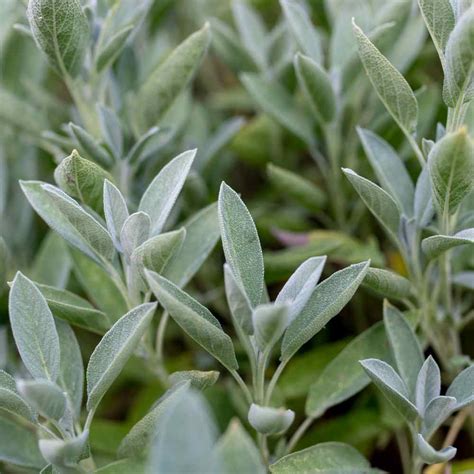 Sage Seeds - Salvia Officinalis Herb Seed