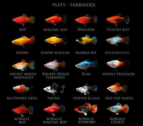 Platy Fish Types