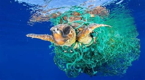 20 Turtles Dead, Dozens Trapped In Plastic Waste On World's Longest Beach In Bangladesh