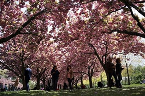 500,000 People Attend Cherry Festival in Traverse City