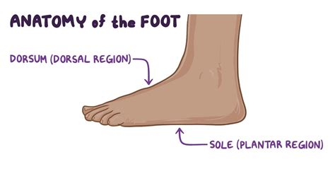 Anatomy of the foot - Osmosis