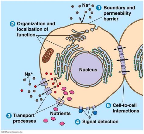 Glycoprotein Function In Cell Membrane | MedicineBTG.com