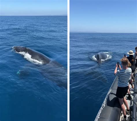 'Extremely friendly' humpback entertains whale watching tour in Orange ...