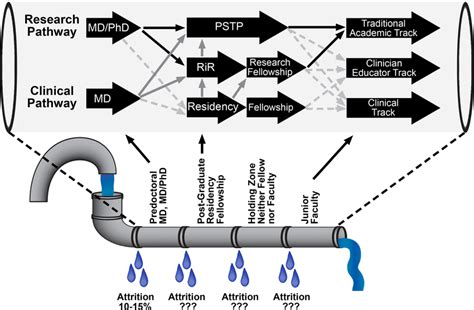 The physician-scientist career path. Representative schematic of the... | Download Scientific ...