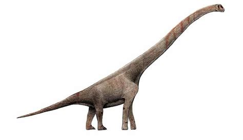 List of The 10 Heaviest Dinosaurs That Ever Lived