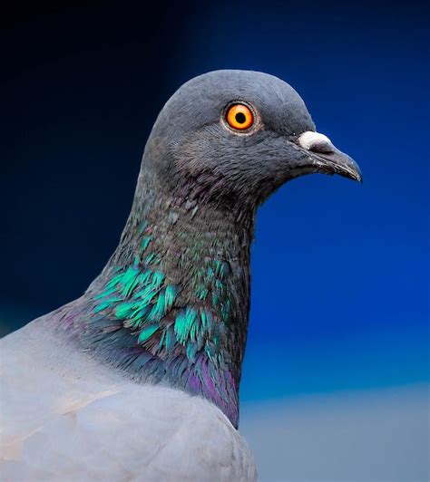 Close up of Pigeon Head · Free Stock Photo