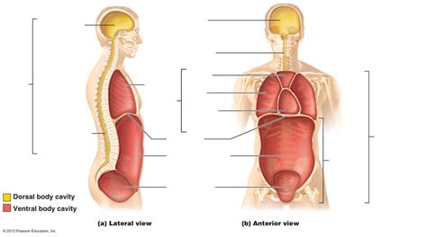 Dorsal and Ventral Body Cavities Diagram | Quizlet