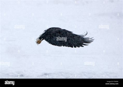 Bald Eagle flying in snow, Alaska, USA Stock Photo - Alamy