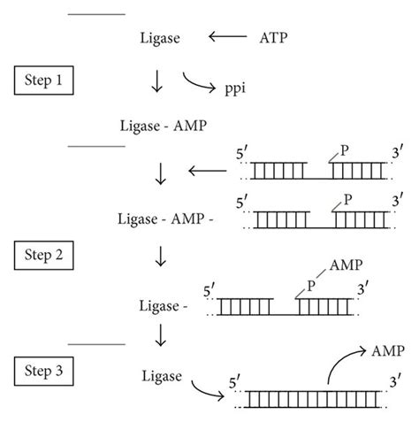 Schematic diagram of the three-step reaction catalyzed by ATP-dependent ...