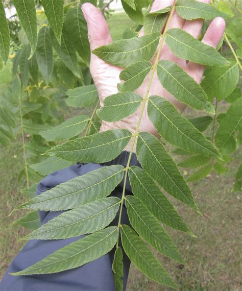 Leaf Pinnate - Tree Guide UK pinnate leaf identification