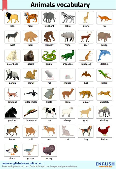 Names of Animals in English: Flashcards Tests Pronunciations | Learn English