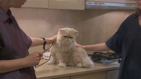 Persian Cat Grooming With The Pet Maven - YouTube