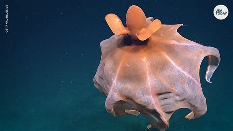 Dumbo octopus puts on a show