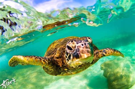 Image result for green sea turtle | Hawaiian sea turtle, Hawaii pictures, Turtle