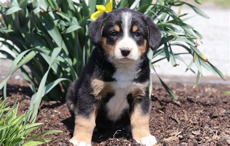 Entlebucher Mountain Dog Puppies For Sale | Puppy Adoption | Keystone ...