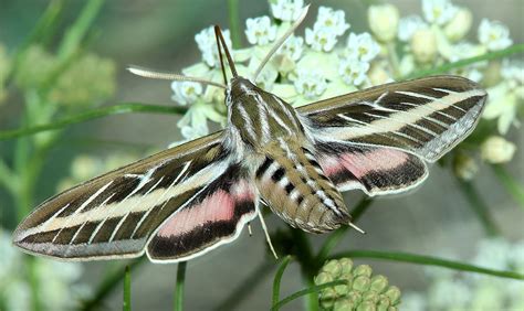 White-lined Sphinx Moth, size, photographs, characteristics