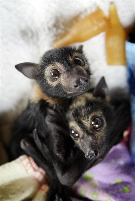 Adorable baby bats - honestly - snuggled in wool at animal shelter