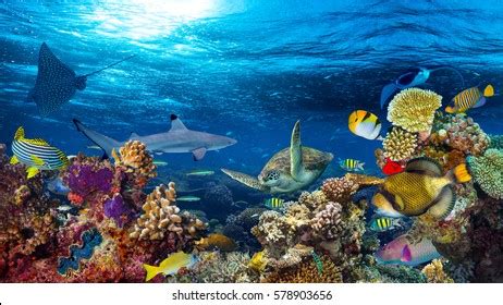 Underwater Coral Reef Landscape 16to9 Background Stock Photo 578903656 ...