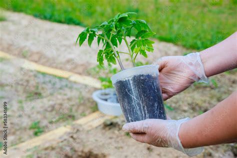 The plants of tomato should have a well developed root system when ...