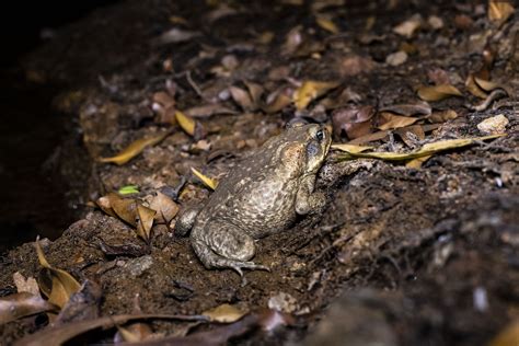 Getting the jump on cane toads - Jul 2020 - JCU Australia