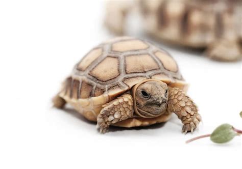 Baby Sulcata Tortoise: Everything You Need To Know - Learn About Nature