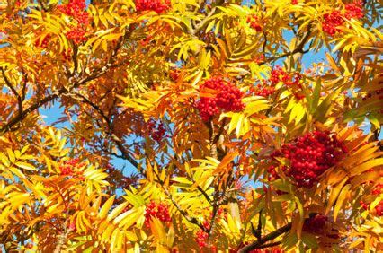 Mountain Ash Fall Colors | Mountain ash, Small white flowers, Garden trees