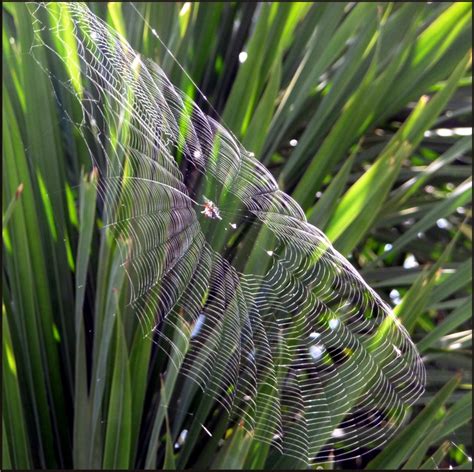 Spiny-Orb-Weaver-Web - Barbara Casey